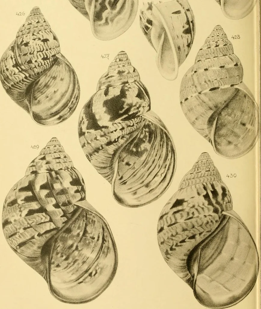 An illustration from Jahrbuch der hamburgischen Wissenschaftlichen Anstalten, 1883, leaf 797