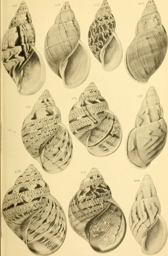 An illustration from Jahrbuch der hamburgischen Wissenschaftlichen Anstalten, 1883, leaf 798