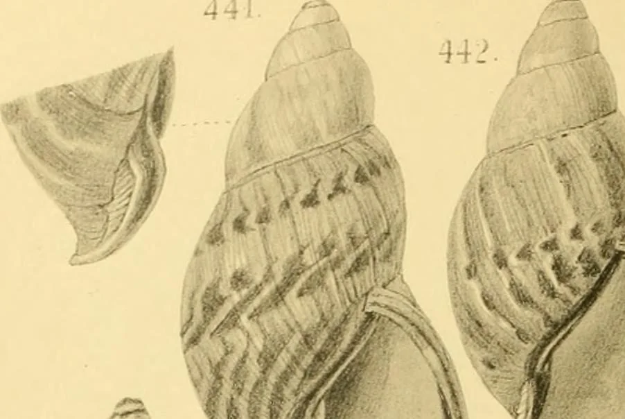 An illustration from Jahrbuch der hamburgischen Wissenschaftlichen Anstalten, 1883, leaf 803