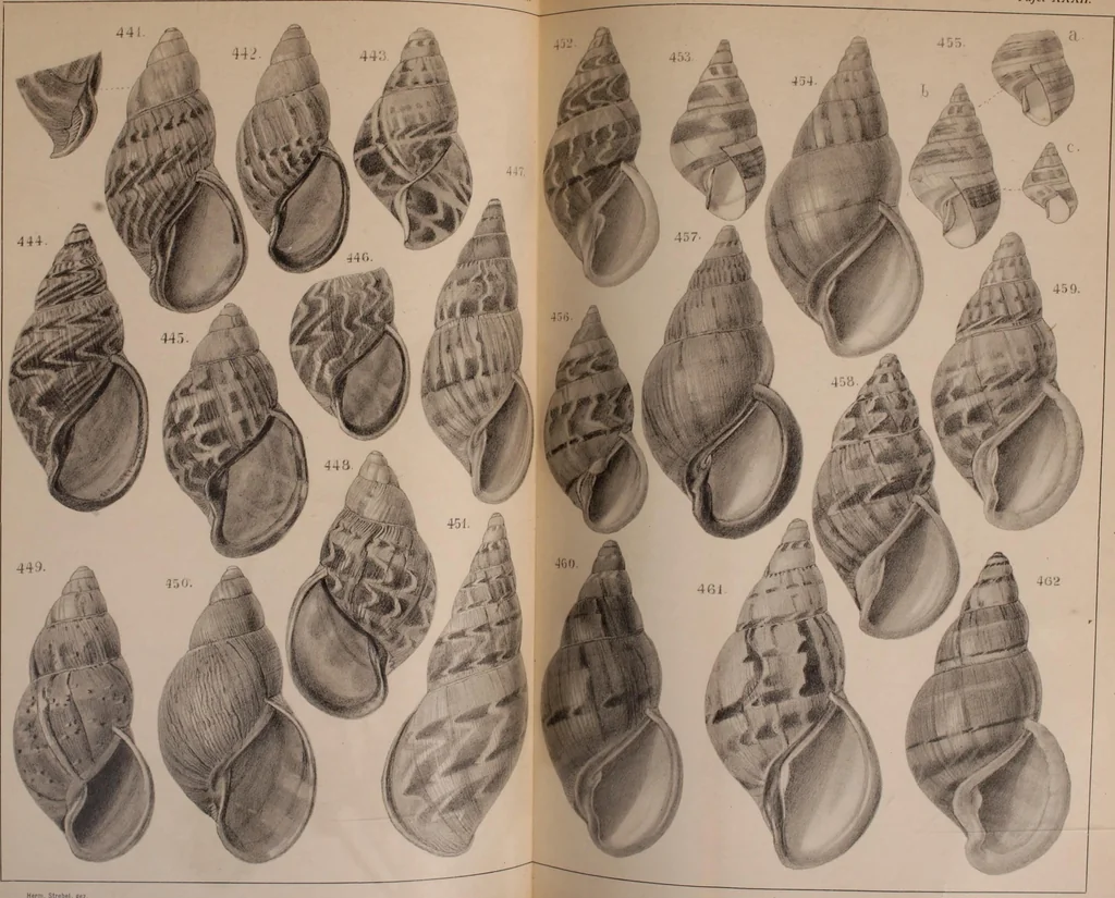 An illustration from Jahrbuch der hamburgischen Wissenschaftlichen Anstalten, 1883, leaf 806
