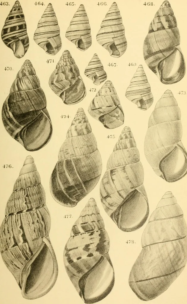 An illustration from Jahrbuch der hamburgischen Wissenschaftlichen Anstalten, 1883, leaf 808