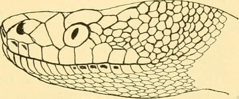 An illustration from Jahrbuch der hamburgischen Wissenschaftlichen Anstalten, 1883, leaf 828