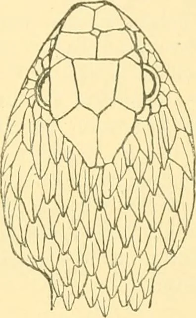 An illustration from Jahrbuch der hamburgischen Wissenschaftlichen Anstalten, 1883, leaf 830