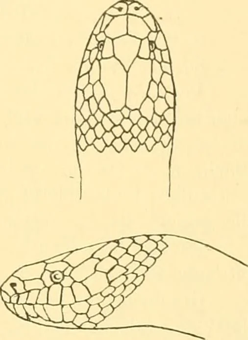 An illustration from Jahrbuch der hamburgischen Wissenschaftlichen Anstalten, 1883, leaf 832