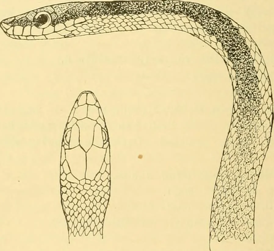 An illustration from Jahrbuch der hamburgischen Wissenschaftlichen Anstalten, 1883, leaf 849