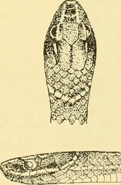 An illustration from Jahrbuch der hamburgischen Wissenschaftlichen Anstalten, 1883, leaf 854