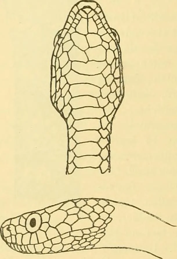 An illustration from Jahrbuch der hamburgischen Wissenschaftlichen Anstalten, 1883, leaf 857