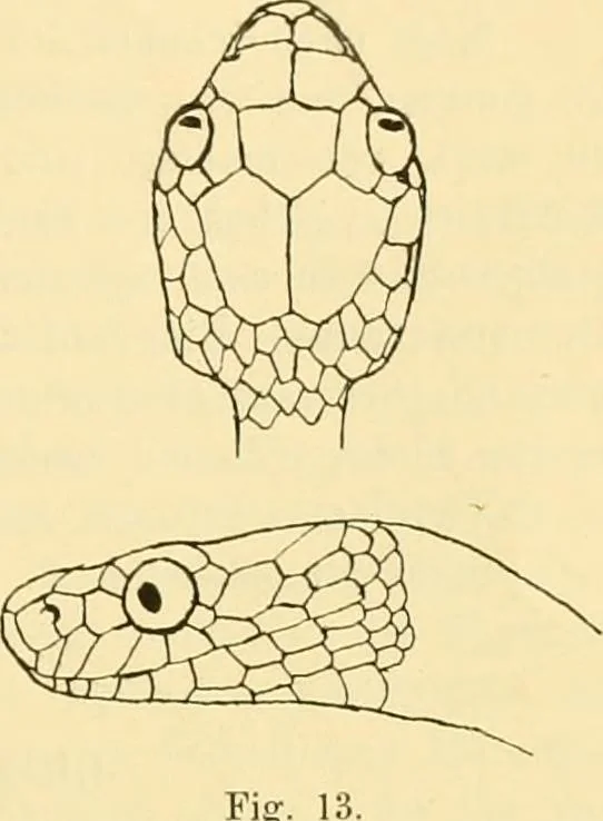 An illustration from Jahrbuch der hamburgischen Wissenschaftlichen Anstalten, 1883, leaf 858
