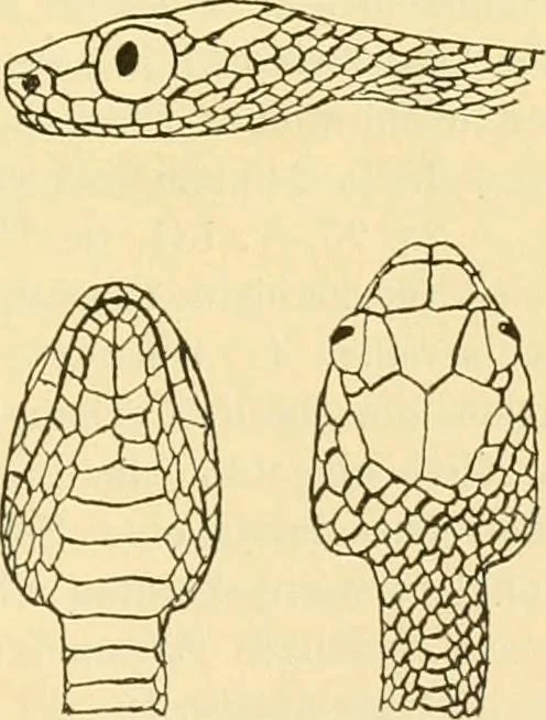 An illustration from Jahrbuch der hamburgischen Wissenschaftlichen Anstalten, 1883, leaf 858