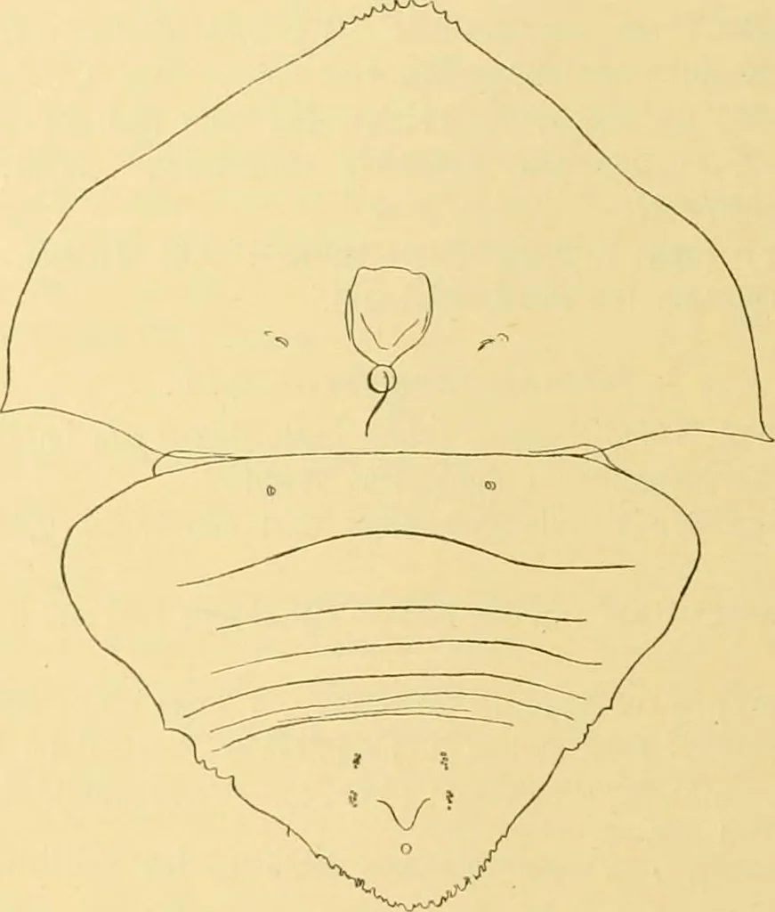 An illustration from Jahrbuch der hamburgischen Wissenschaftlichen Anstalten, 1883, leaf 909