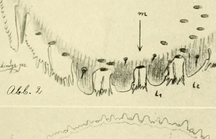 An illustration from Jahrbuch der hamburgischen Wissenschaftlichen Anstalten, 1883, leaf 914