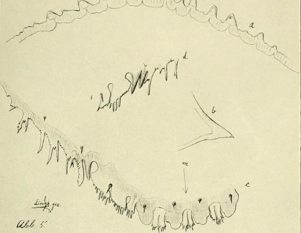 An illustration from Jahrbuch der hamburgischen Wissenschaftlichen Anstalten, 1883, leaf 916