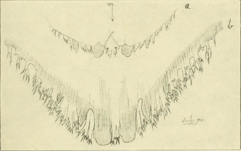 An illustration from Jahrbuch der hamburgischen Wissenschaftlichen Anstalten, 1883, leaf 922