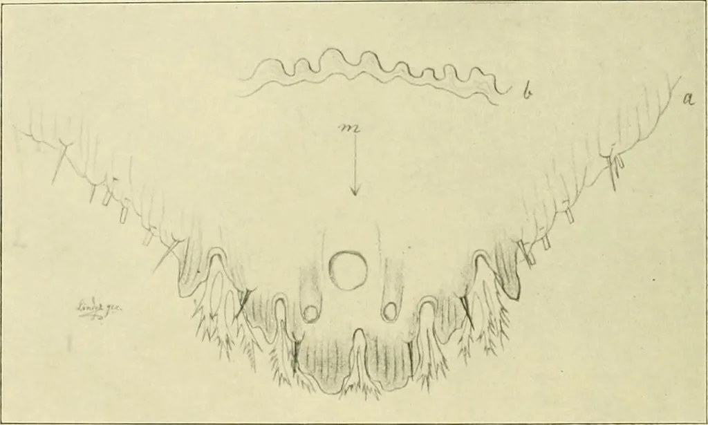 An illustration from Jahrbuch der hamburgischen Wissenschaftlichen Anstalten, 1883, leaf 923