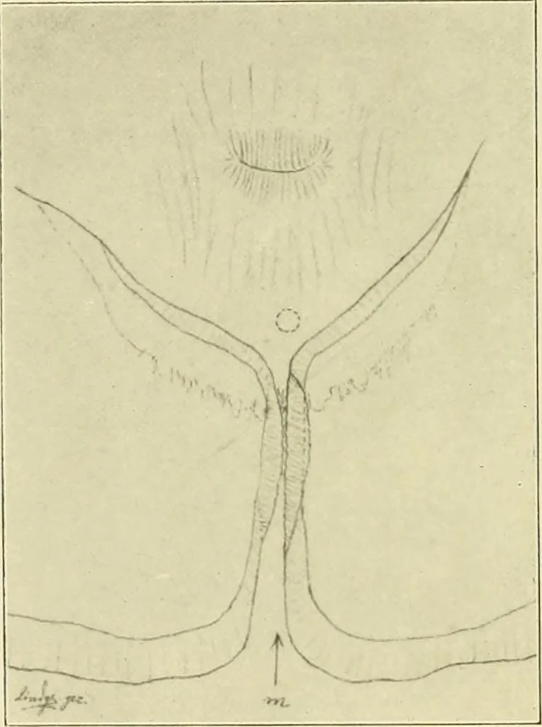 An illustration from Jahrbuch der hamburgischen Wissenschaftlichen Anstalten, 1883, leaf 925