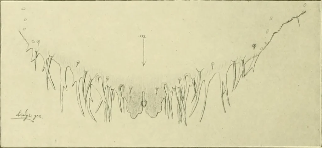 An illustration from Jahrbuch der hamburgischen Wissenschaftlichen Anstalten, 1883, leaf 927