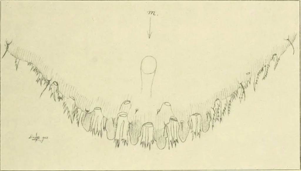 An illustration from Jahrbuch der hamburgischen Wissenschaftlichen Anstalten, 1883, leaf 928