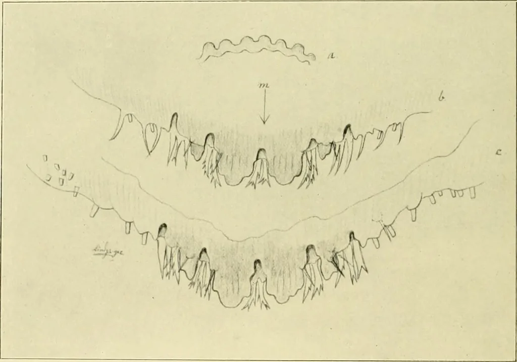 An illustration from Jahrbuch der hamburgischen Wissenschaftlichen Anstalten, 1883, leaf 929