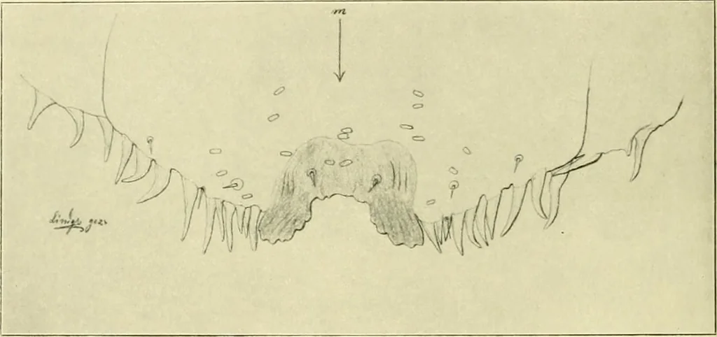 An illustration from Jahrbuch der hamburgischen Wissenschaftlichen Anstalten, 1883, leaf 931