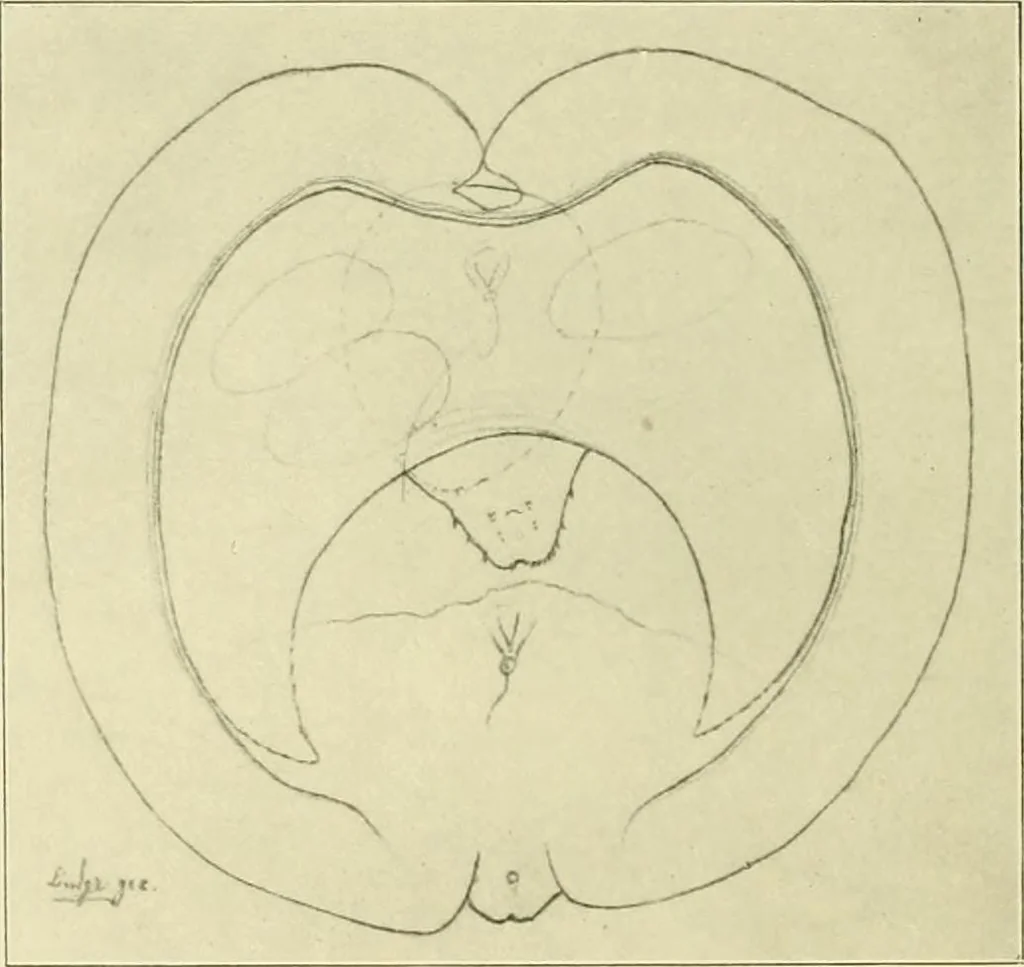 An illustration from Jahrbuch der hamburgischen Wissenschaftlichen Anstalten, 1883, leaf 935
