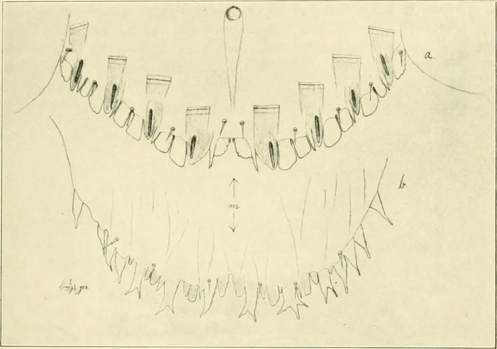 An illustration from Jahrbuch der hamburgischen Wissenschaftlichen Anstalten, 1883, leaf 936
