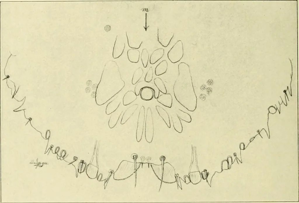 An illustration from Jahrbuch der hamburgischen Wissenschaftlichen Anstalten, 1883, leaf 939