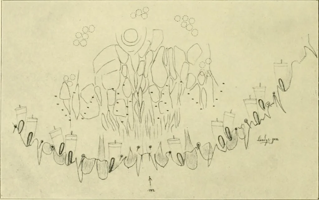 An illustration from Jahrbuch der hamburgischen Wissenschaftlichen Anstalten, 1883, leaf 941