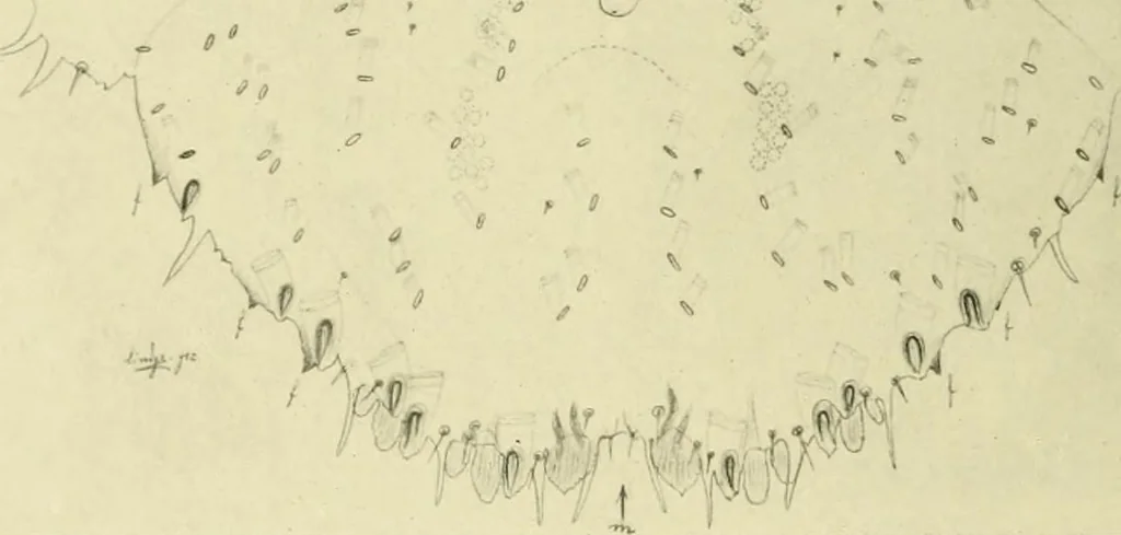 An illustration from Jahrbuch der hamburgischen Wissenschaftlichen Anstalten, 1883, leaf 945