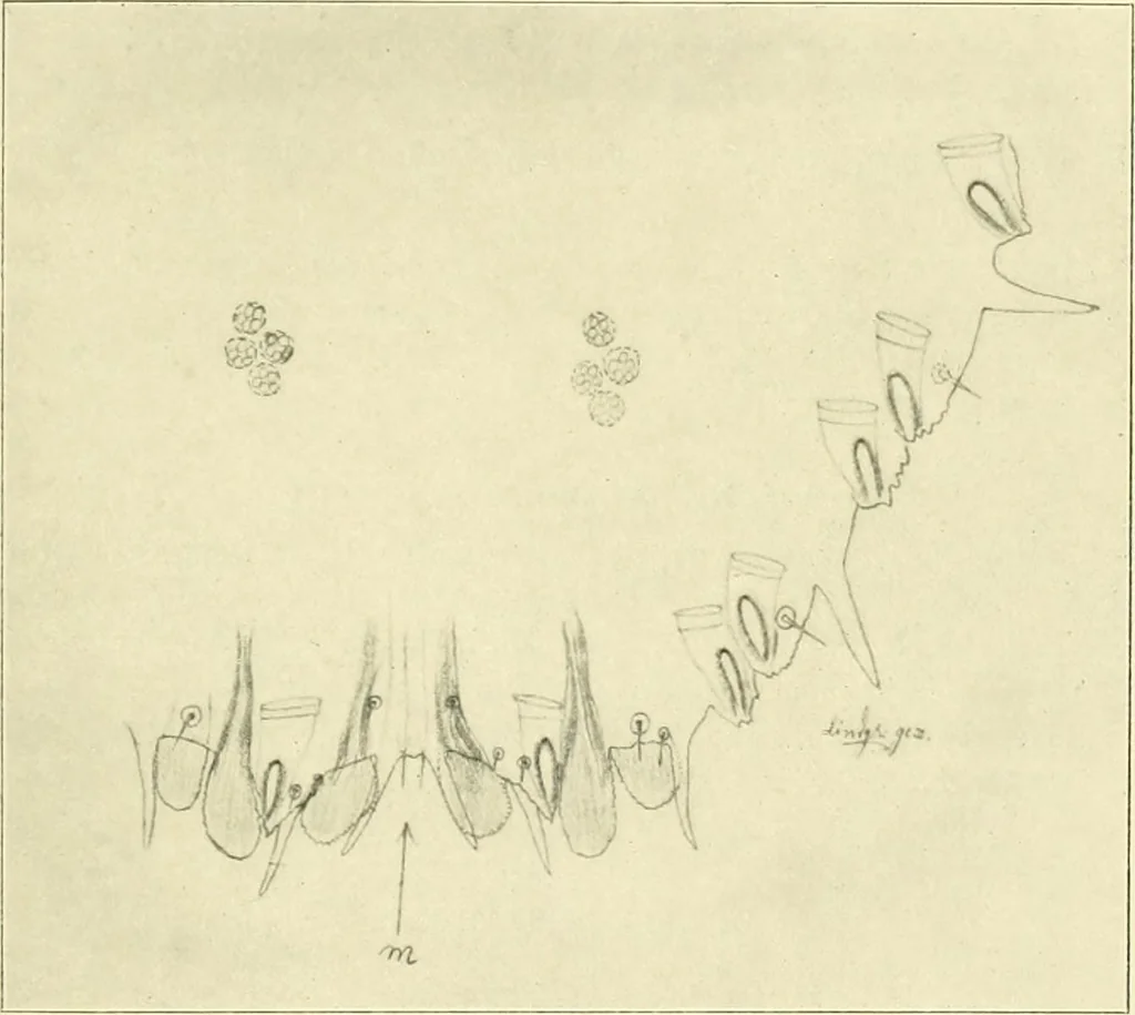 An illustration from Jahrbuch der hamburgischen Wissenschaftlichen Anstalten, 1883, leaf 946