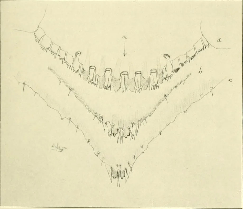 An illustration from Jahrbuch der hamburgischen Wissenschaftlichen Anstalten, 1883, leaf 948