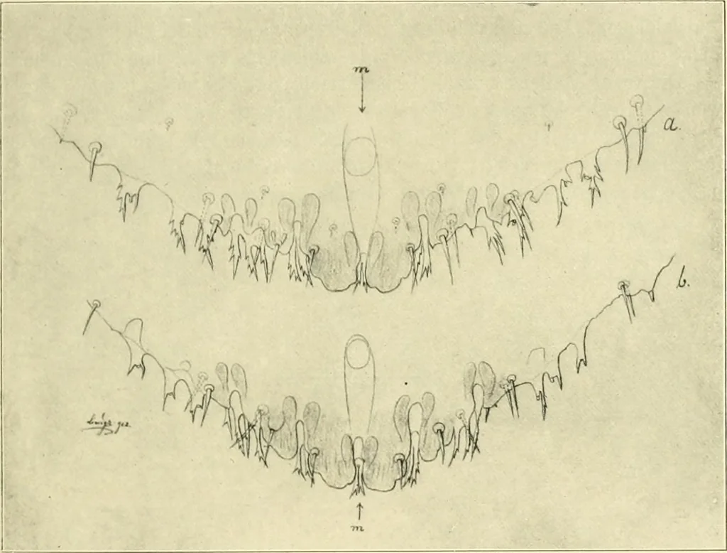 An illustration from Jahrbuch der hamburgischen Wissenschaftlichen Anstalten, 1883, leaf 952