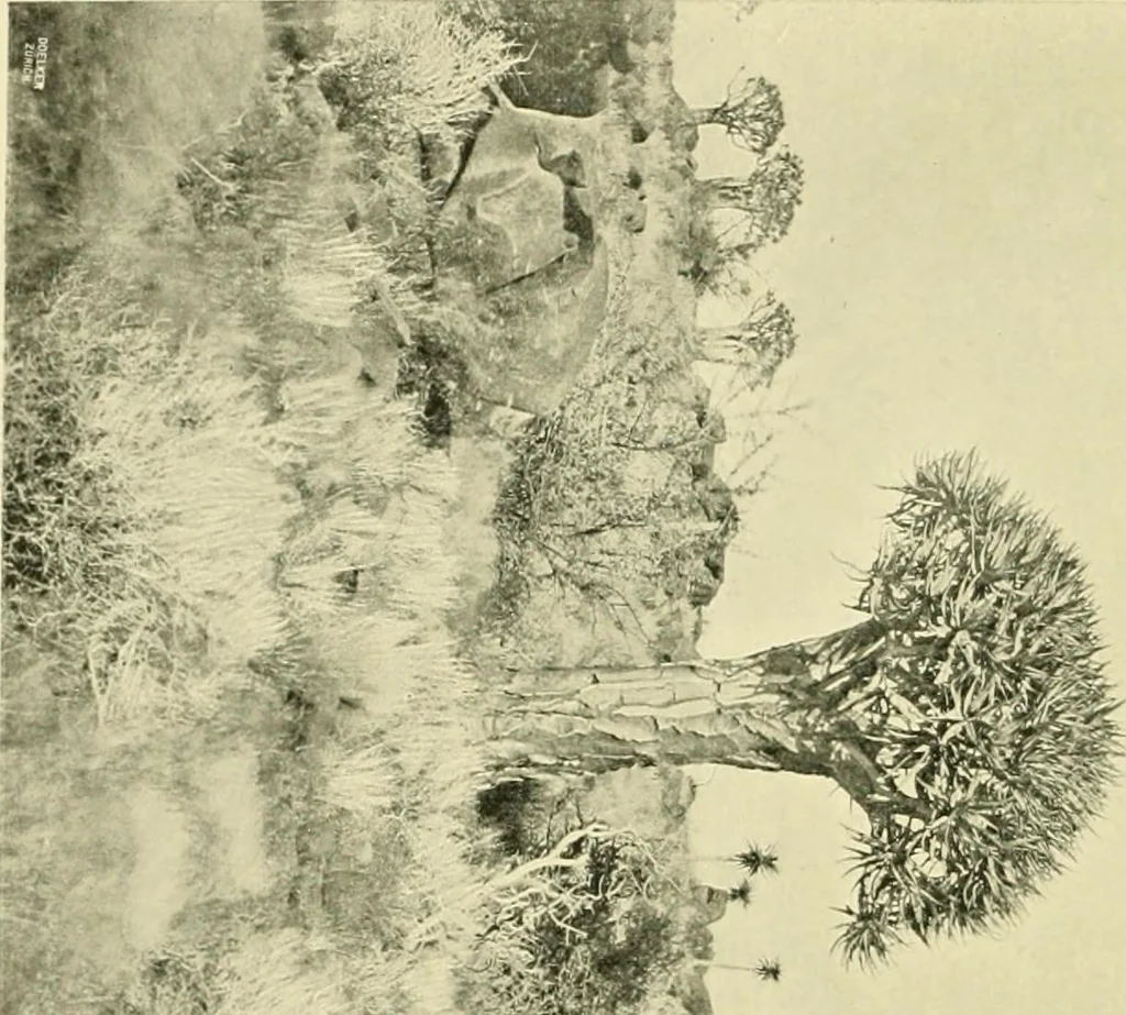 An illustration from Jahrbuch der hamburgischen Wissenschaftlichen Anstalten, 1883, leaf 955