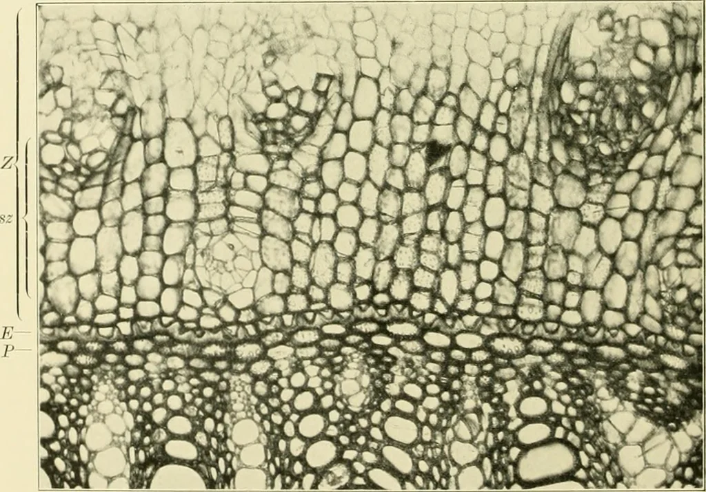 An illustration from Jahrbuch der hamburgischen Wissenschaftlichen Anstalten, 1883, leaf 973