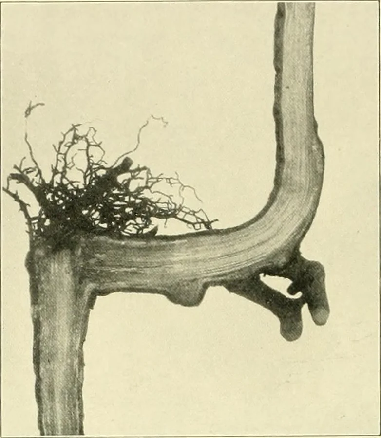 An illustration from Jahrbuch der hamburgischen Wissenschaftlichen Anstalten, 1883, leaf 976