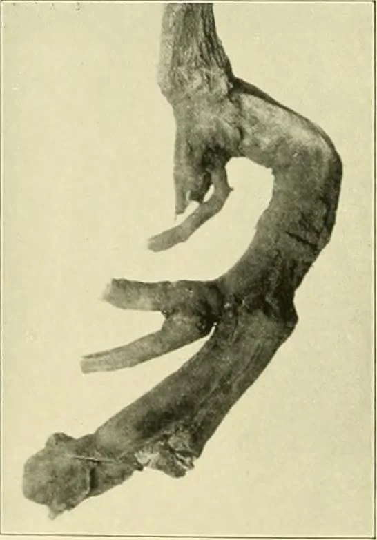 An illustration from Jahrbuch der hamburgischen Wissenschaftlichen Anstalten, 1883, leaf 977