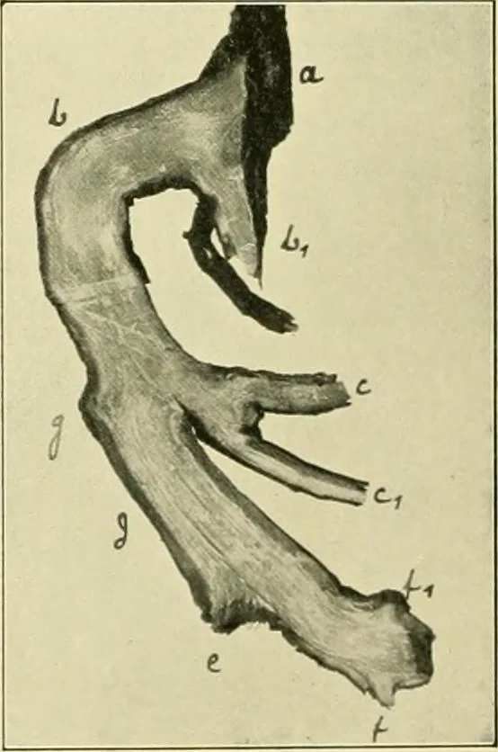 An illustration from Jahrbuch der hamburgischen Wissenschaftlichen Anstalten, 1883, leaf 977
