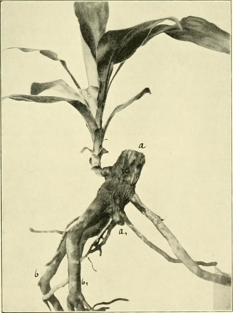 An illustration from Jahrbuch der hamburgischen Wissenschaftlichen Anstalten, 1883, leaf 982