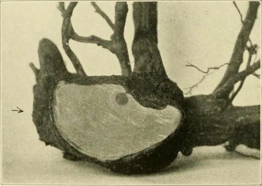 An illustration from Jahrbuch der hamburgischen Wissenschaftlichen Anstalten, 1883, leaf 983