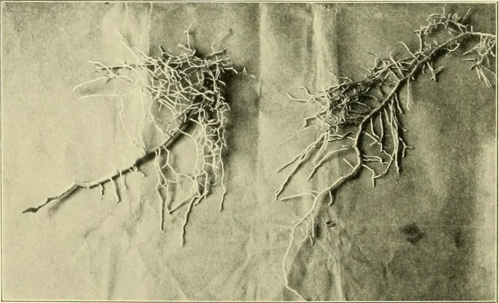 An illustration from Jahrbuch der hamburgischen Wissenschaftlichen Anstalten, 1883, leaf 985