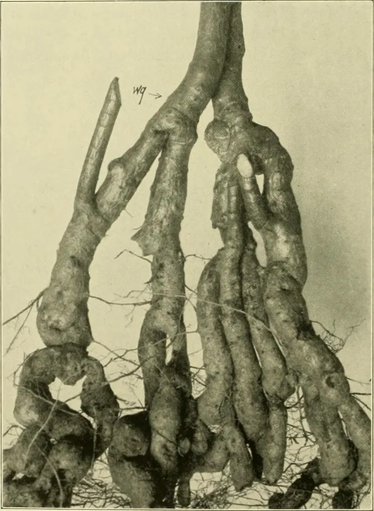 An illustration from Jahrbuch der hamburgischen Wissenschaftlichen Anstalten, 1883, leaf 989