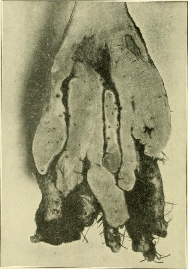 An illustration from Jahrbuch der hamburgischen Wissenschaftlichen Anstalten, 1883, leaf 991