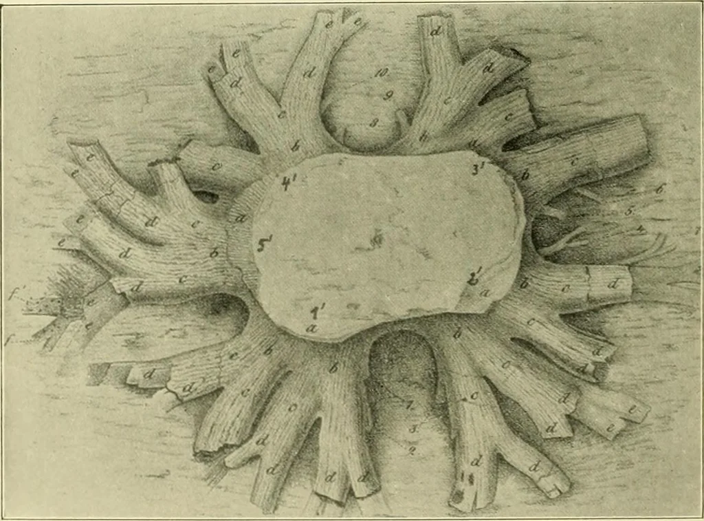 An illustration from Jahrbuch der hamburgischen Wissenschaftlichen Anstalten, 1883, leaf 993