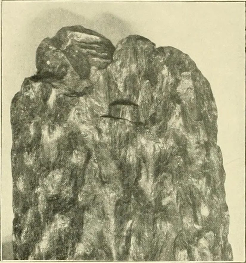 An illustration from Jahrbuch der hamburgischen Wissenschaftlichen Anstalten, 1883, leaf 994
