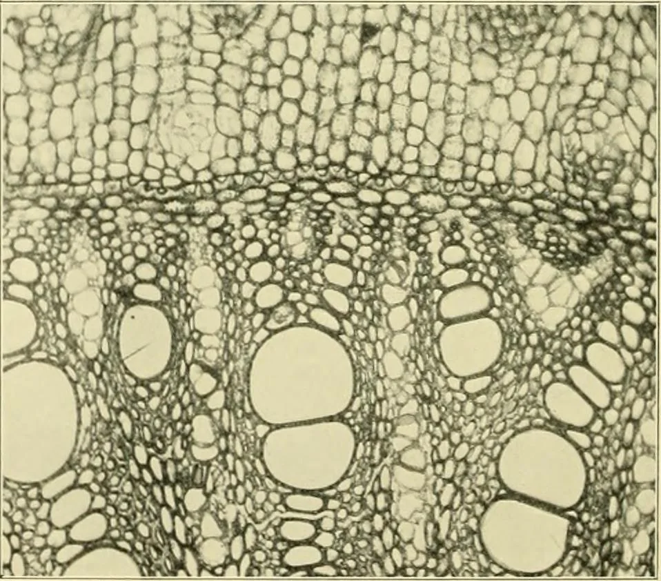 An illustration from Jahrbuch der hamburgischen Wissenschaftlichen Anstalten, 1883, leaf 995