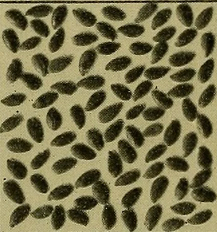 An illustration from Jahrbuch der hamburgischen Wissenschaftlichen Anstalten, 1883, leaf 227