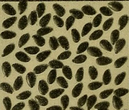 An illustration from Jahrbuch der hamburgischen Wissenschaftlichen Anstalten, 1883, leaf 227