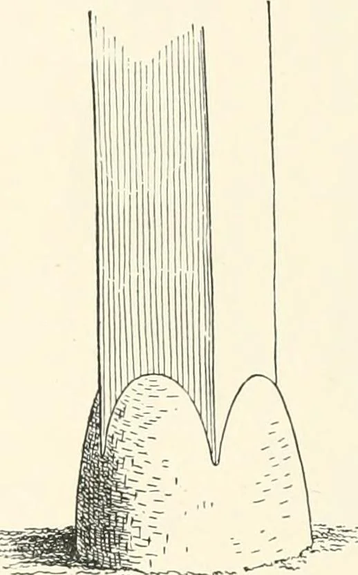 An illustration from Japanese homes and their surroundings, 1895, leaf 51