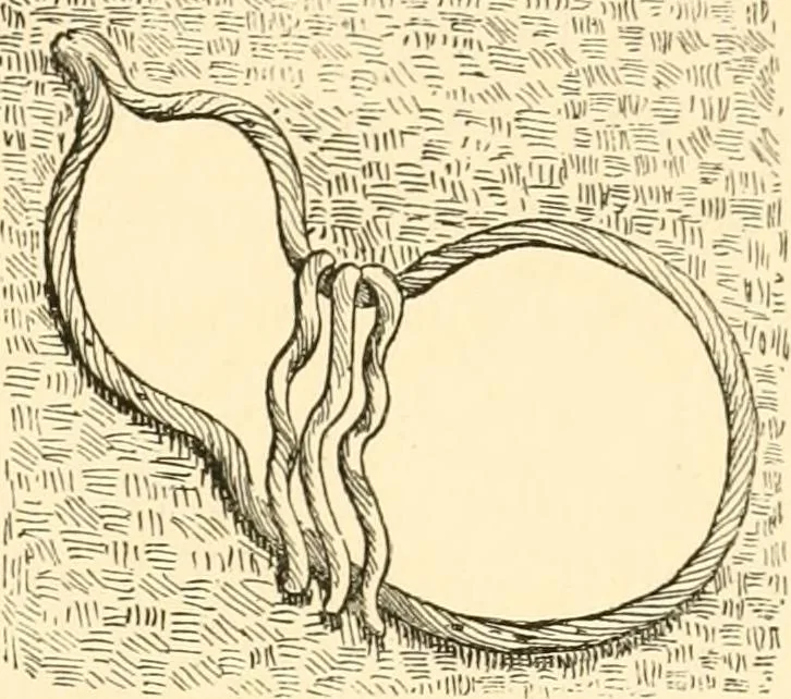 An illustration from Japanese homes and their surroundings, 1885, leaf 322