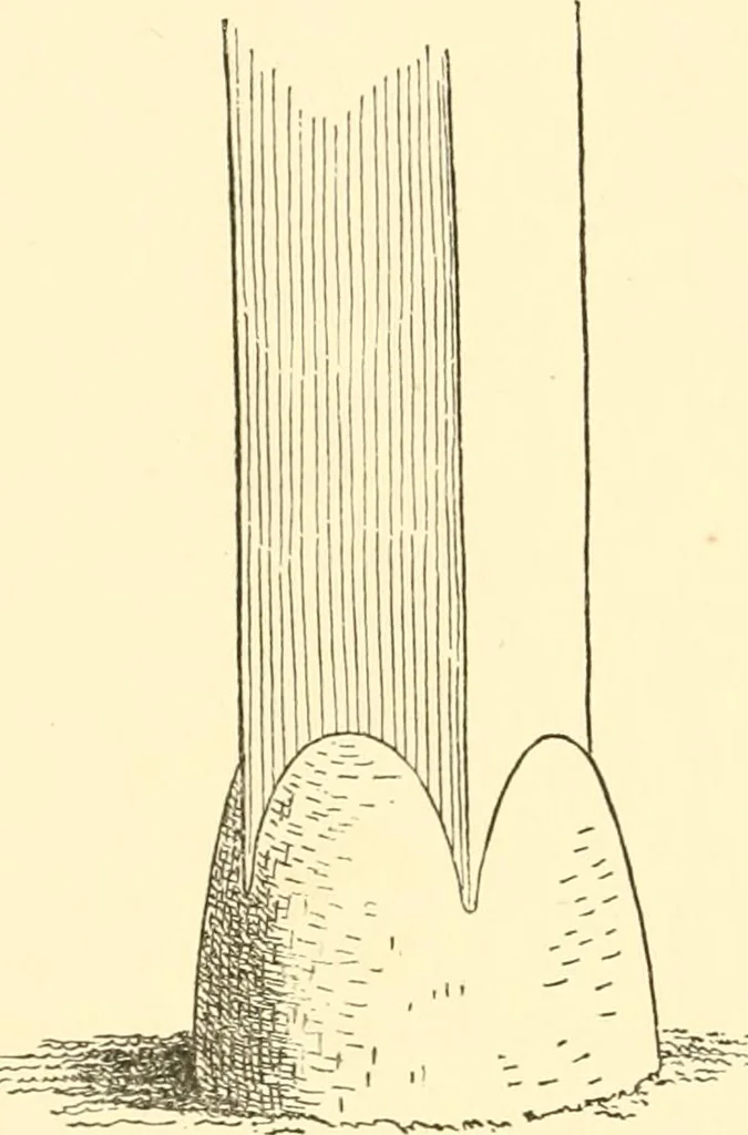 An illustration from Japanese homes and their surroundings, 1885, leaf 55