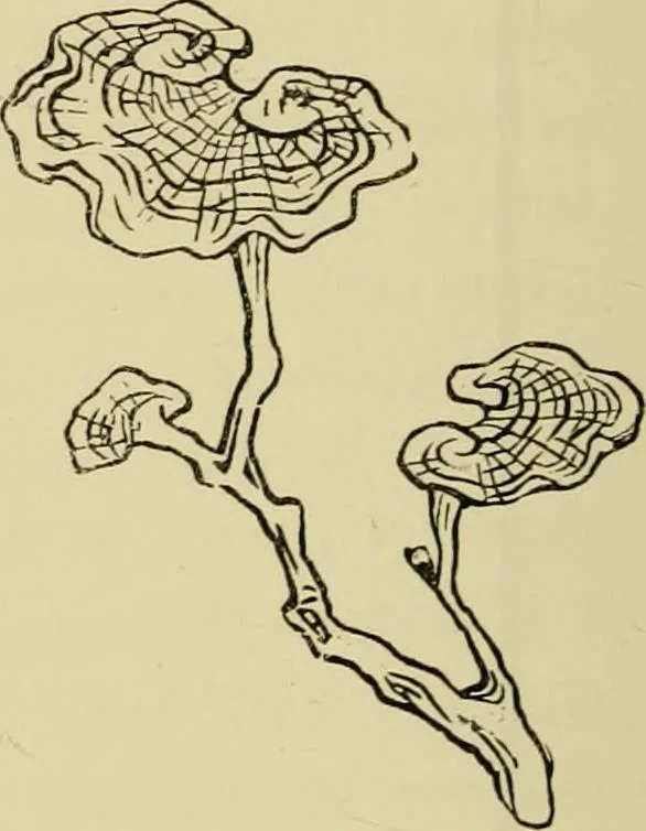 An illustration from Japan : its architecture, art, and art manufactures, 1882, leaf 345